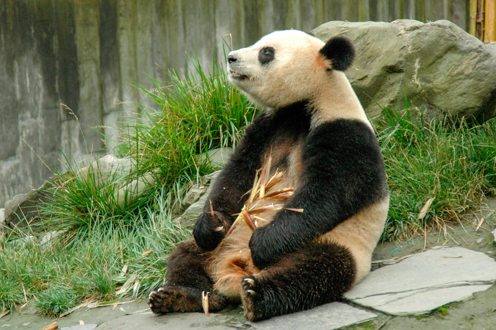Panda de la réserve de Wolong