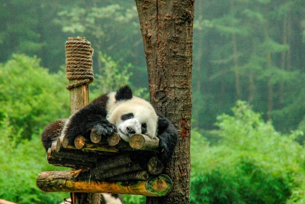 Sieste de panda
