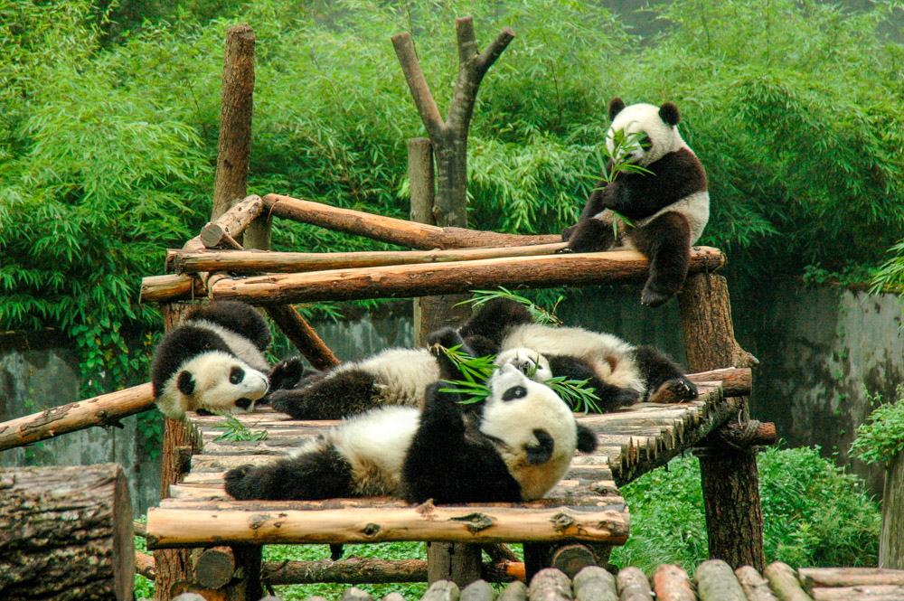 Pandas à table