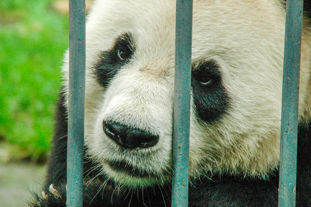 Panda derrière les barreaux