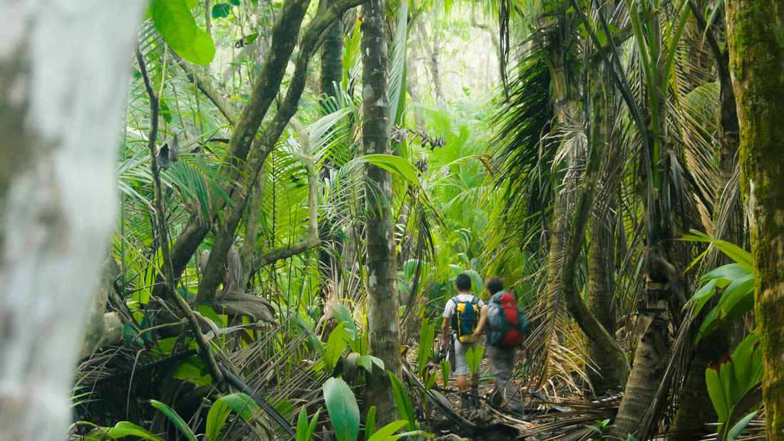 Marcheurs dans la jungle
