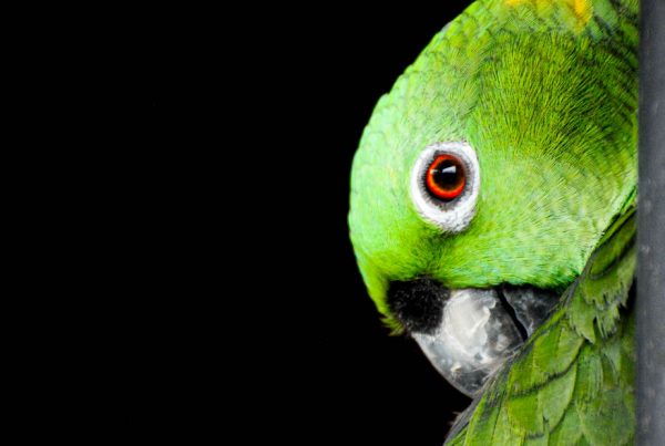 perroquet vert