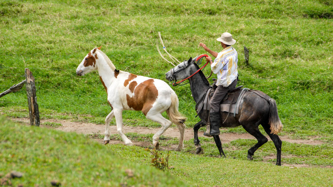 cow-boy du Costa Rica