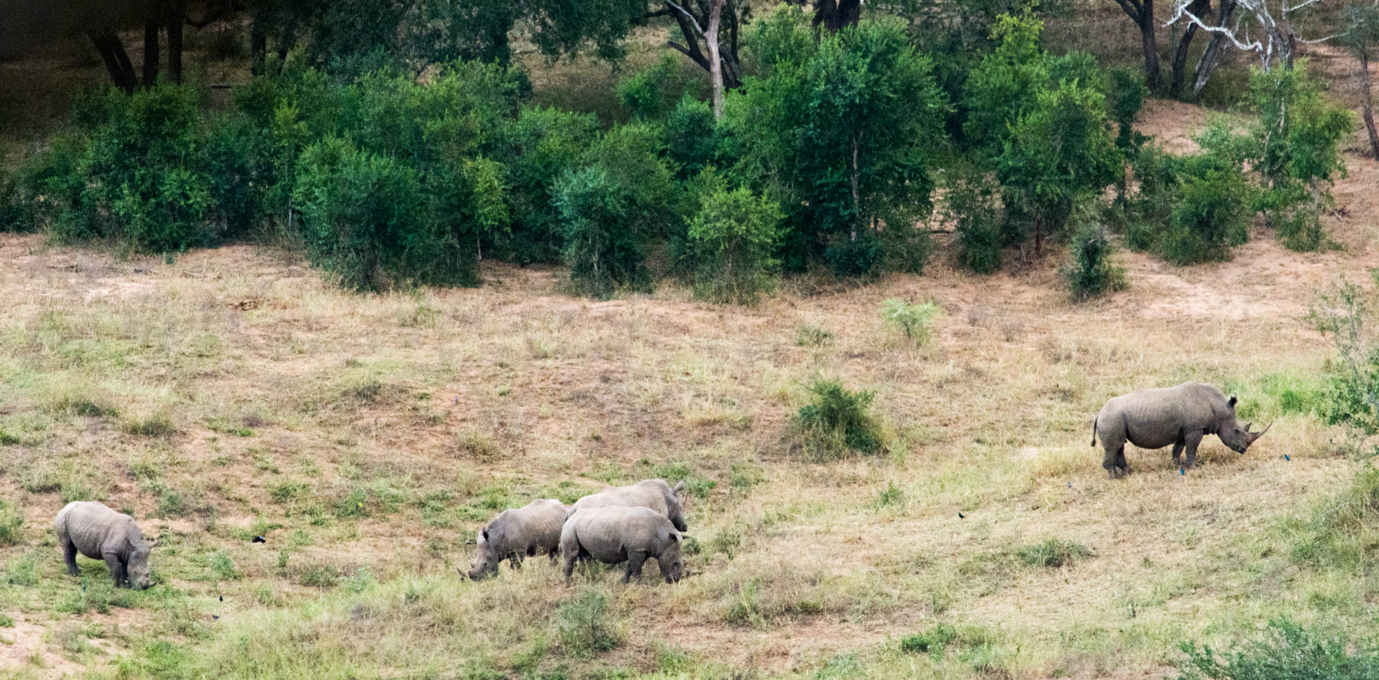 De Hluhluwe-Umfolozi À Mlilwane