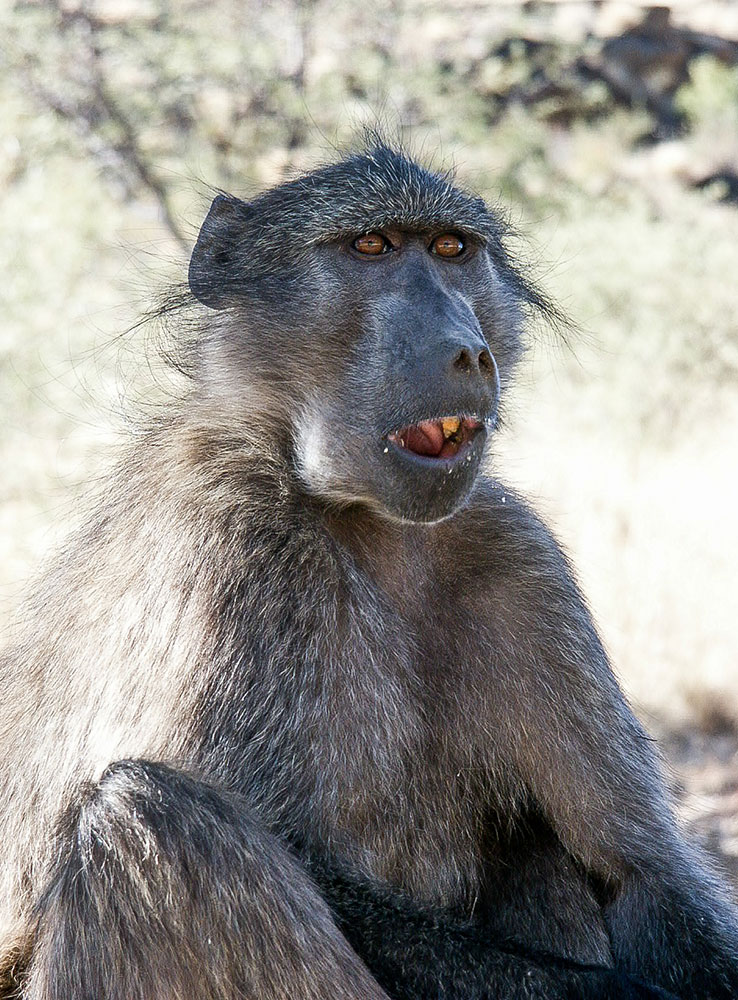 tête de babouin