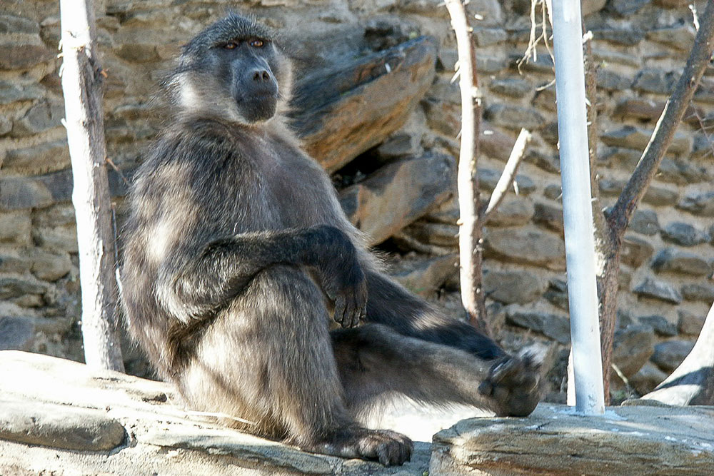 babouin assis
