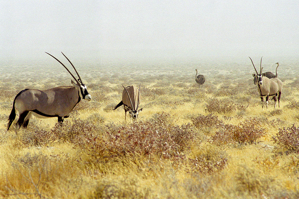 Oryx et autruches.
