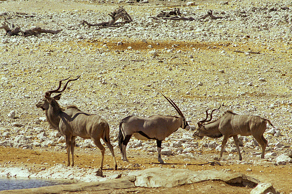 Koudous mâles et oryx