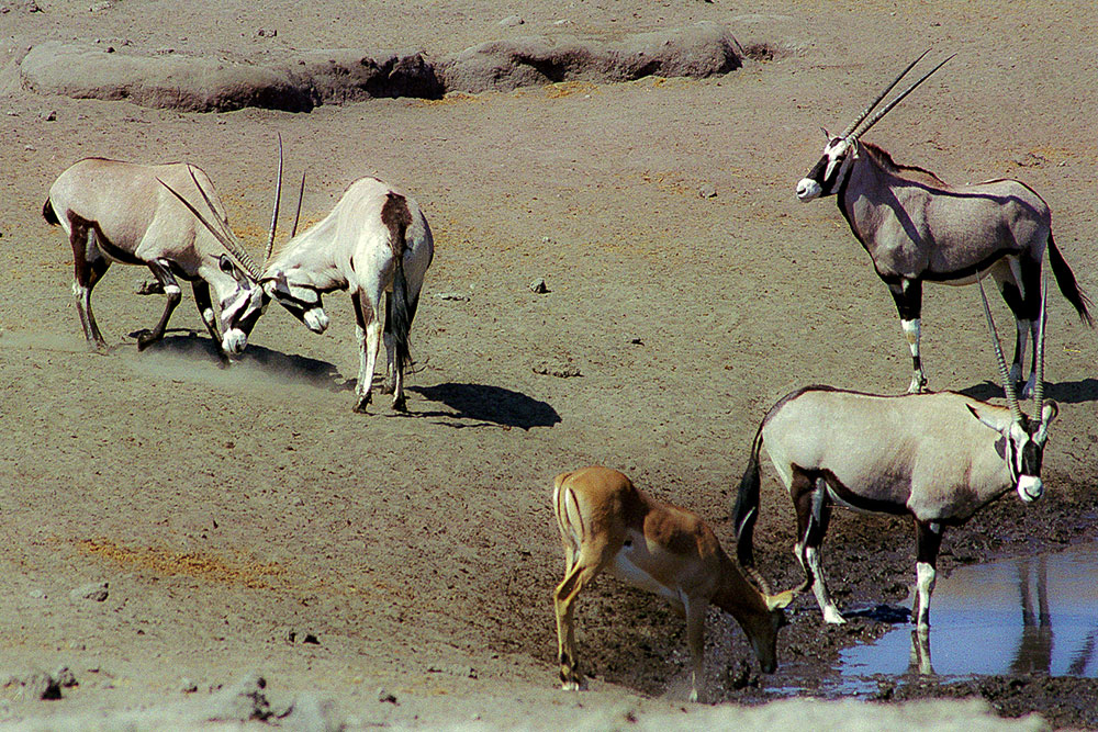 Combat d'oryx