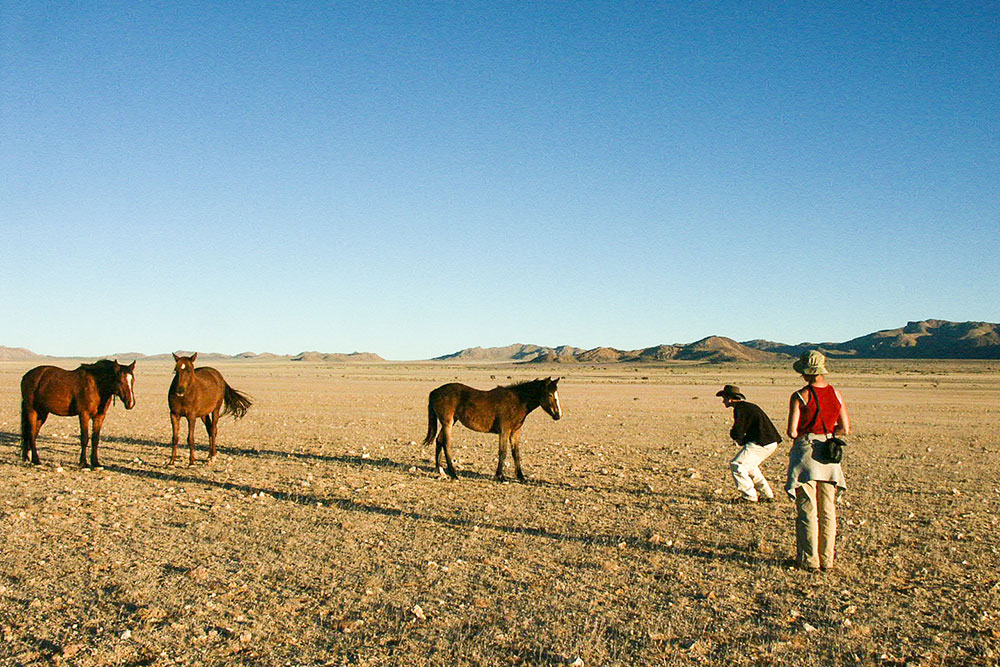 Chevaux sauvages du Namib