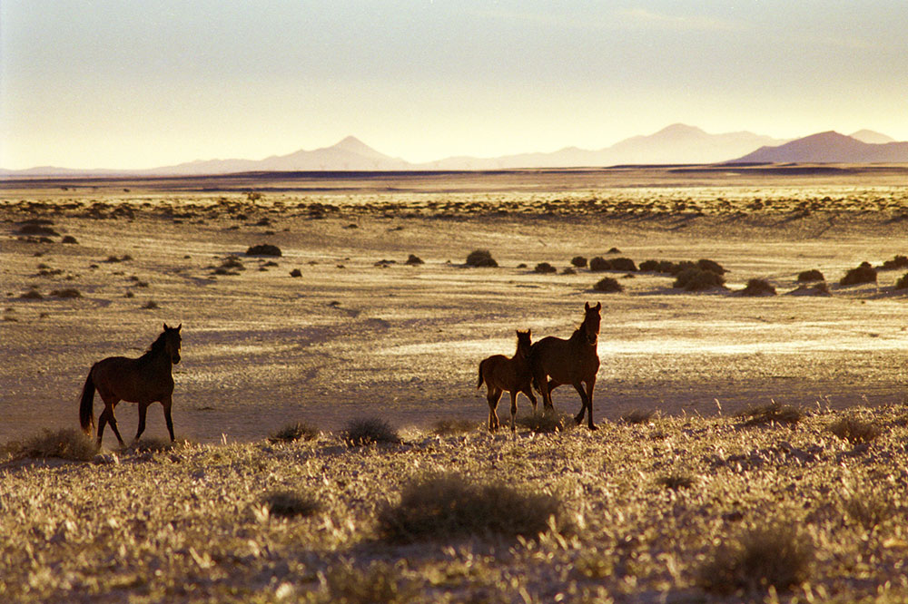 Les chevaux sauvages du Namib
