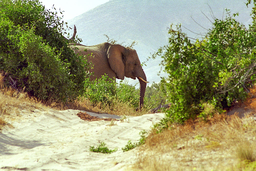 éléphant du désert