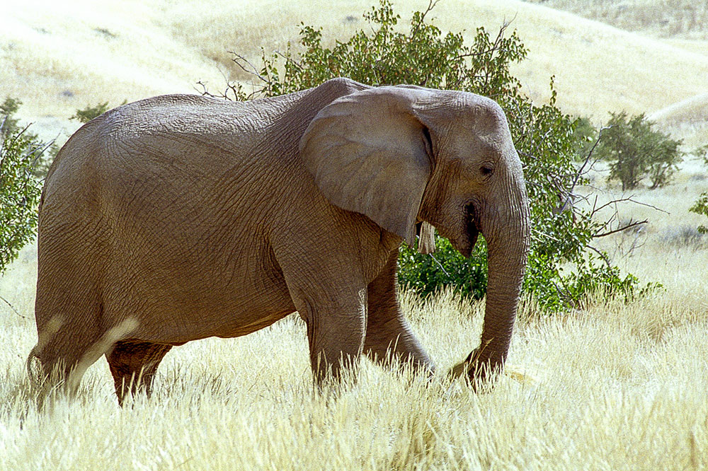 éléphant du désert
