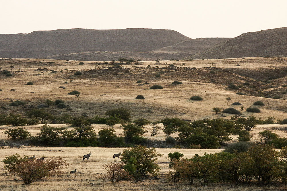 Oryx du Damaraland