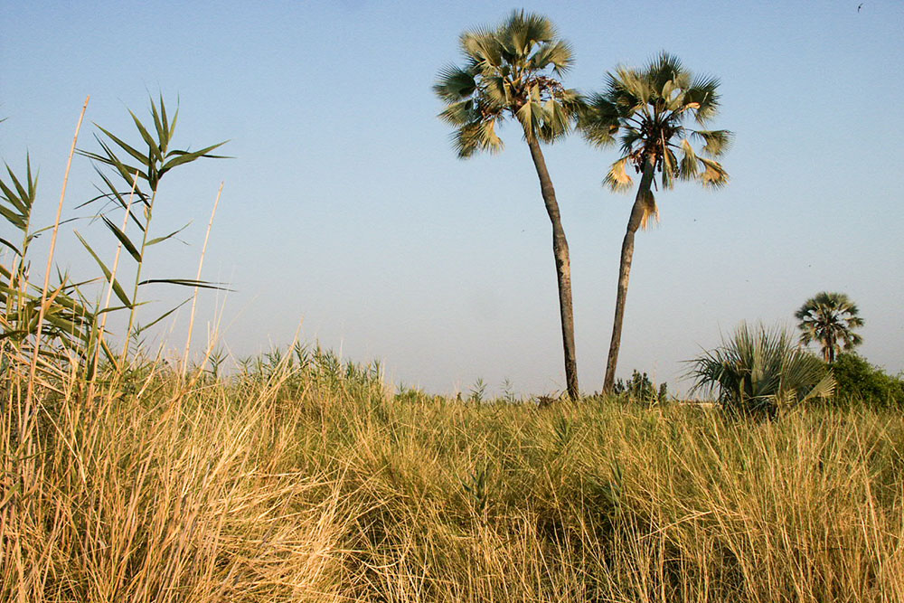 L'oasis de Palmwag