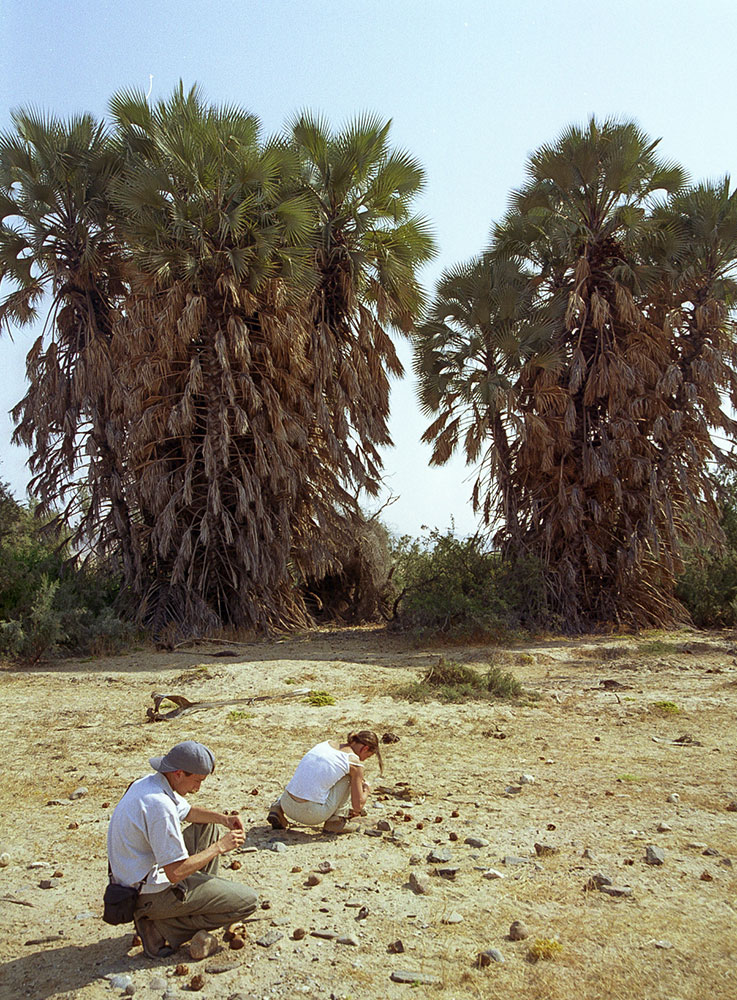 palmiers Corozo