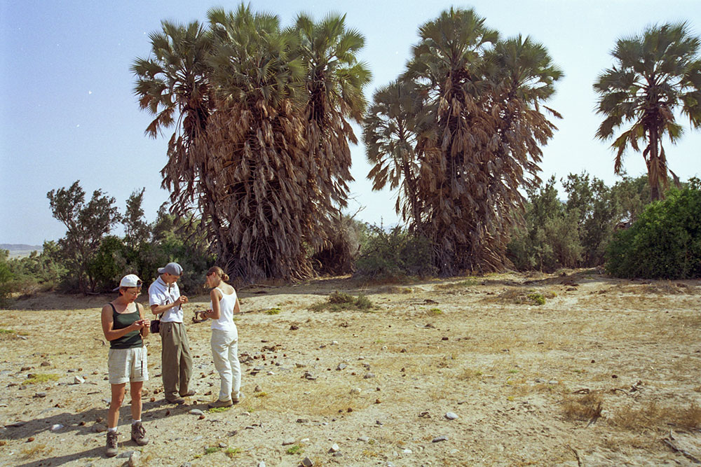 palmiers Corozo