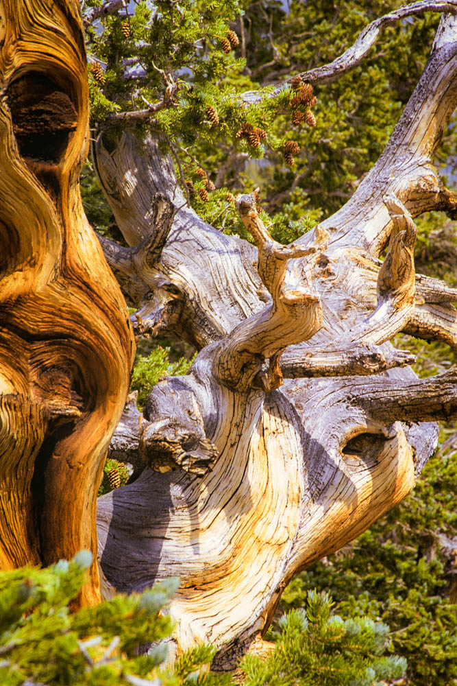 Great Basin National Park : Bristlecone Pine