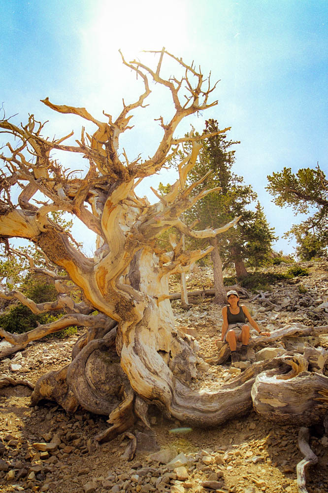 Great Basin National Park : Bristlecone Pine