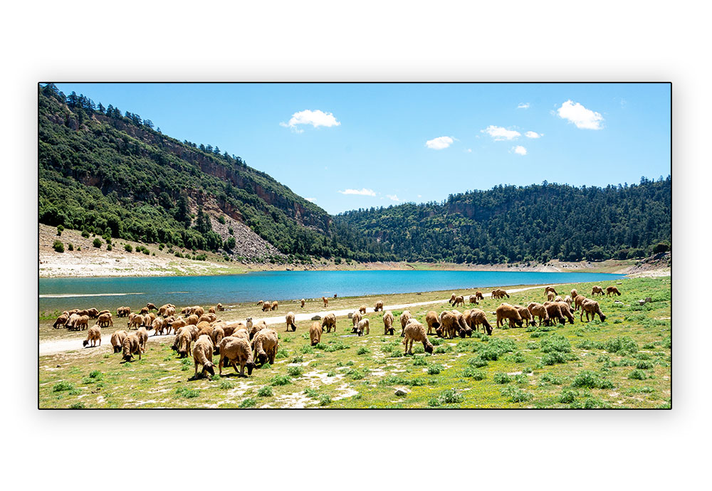 moutons au lac Aguelman