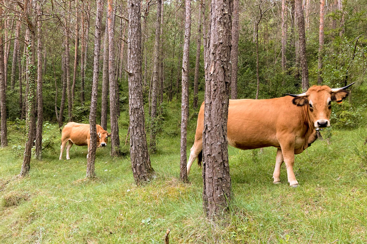 Des vaches dans les bois