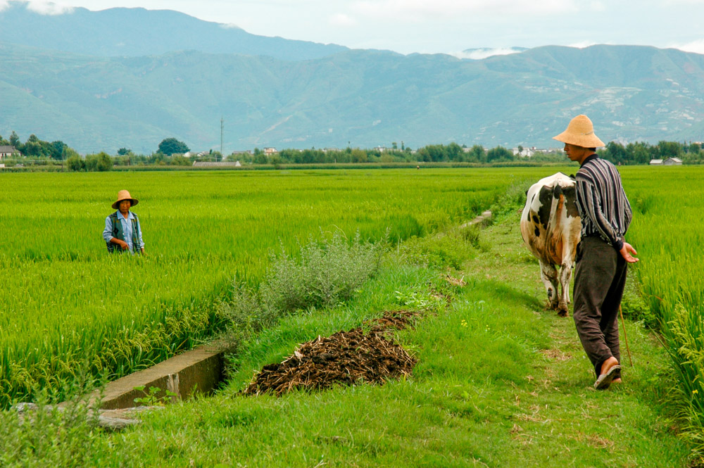 Les rizières, tout près de Xizhou.