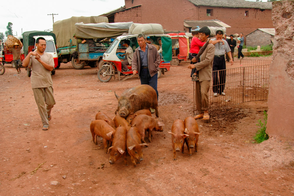 Arrivée de cochons sur le marché