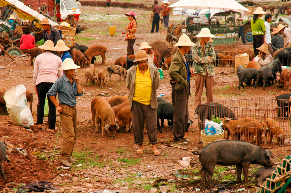 Le marché aux cochons