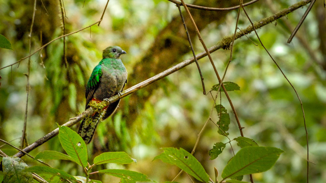 Femelle quetzal
