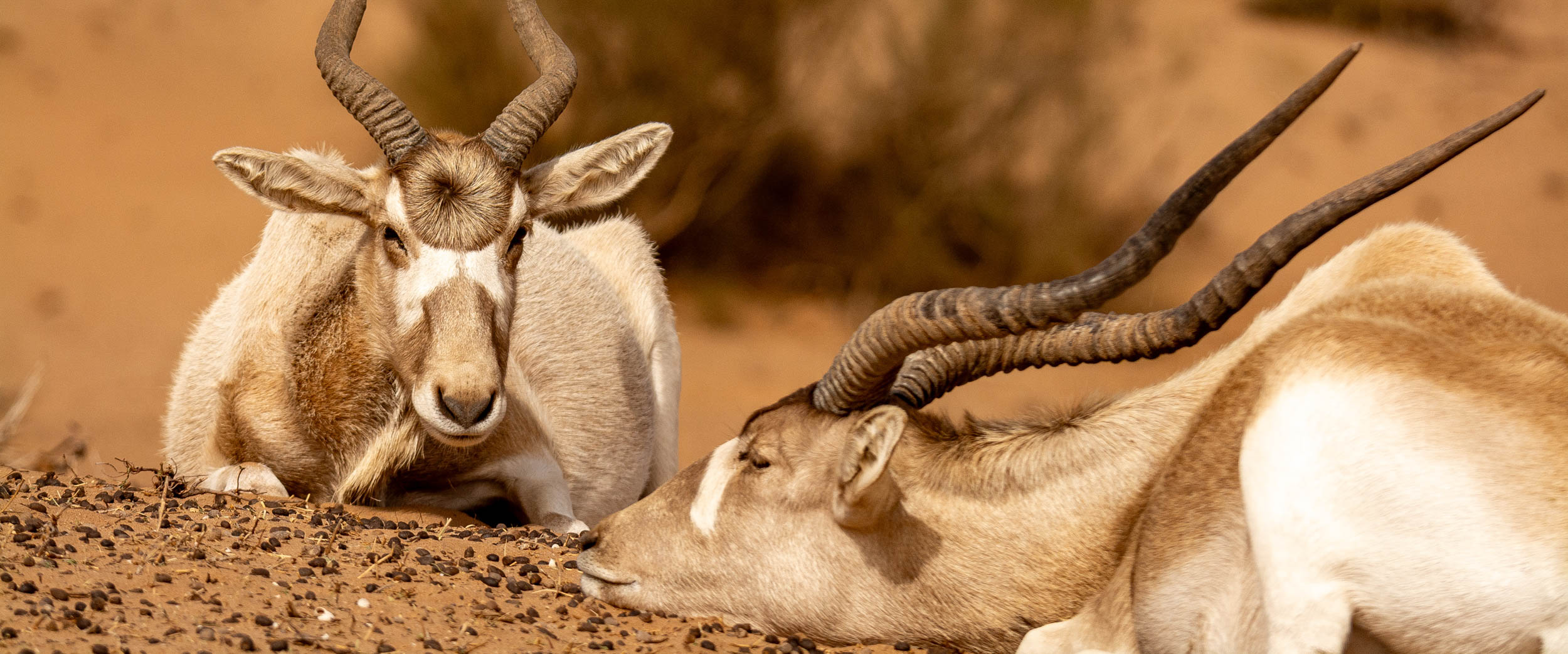 Tafraout – Souss Massa